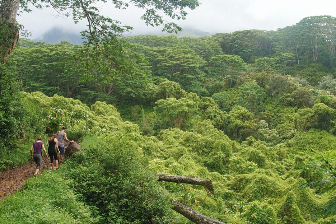 Photo of Others in Princeville