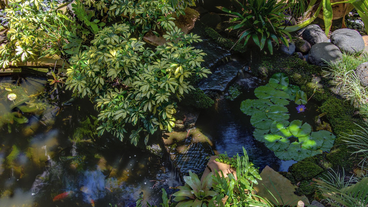 Photo of Outdoor in Kihei