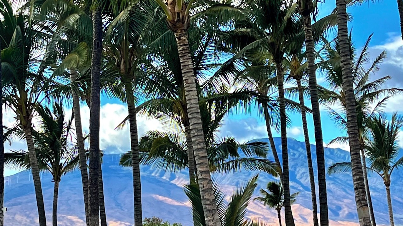 Photo of Others in Kihei