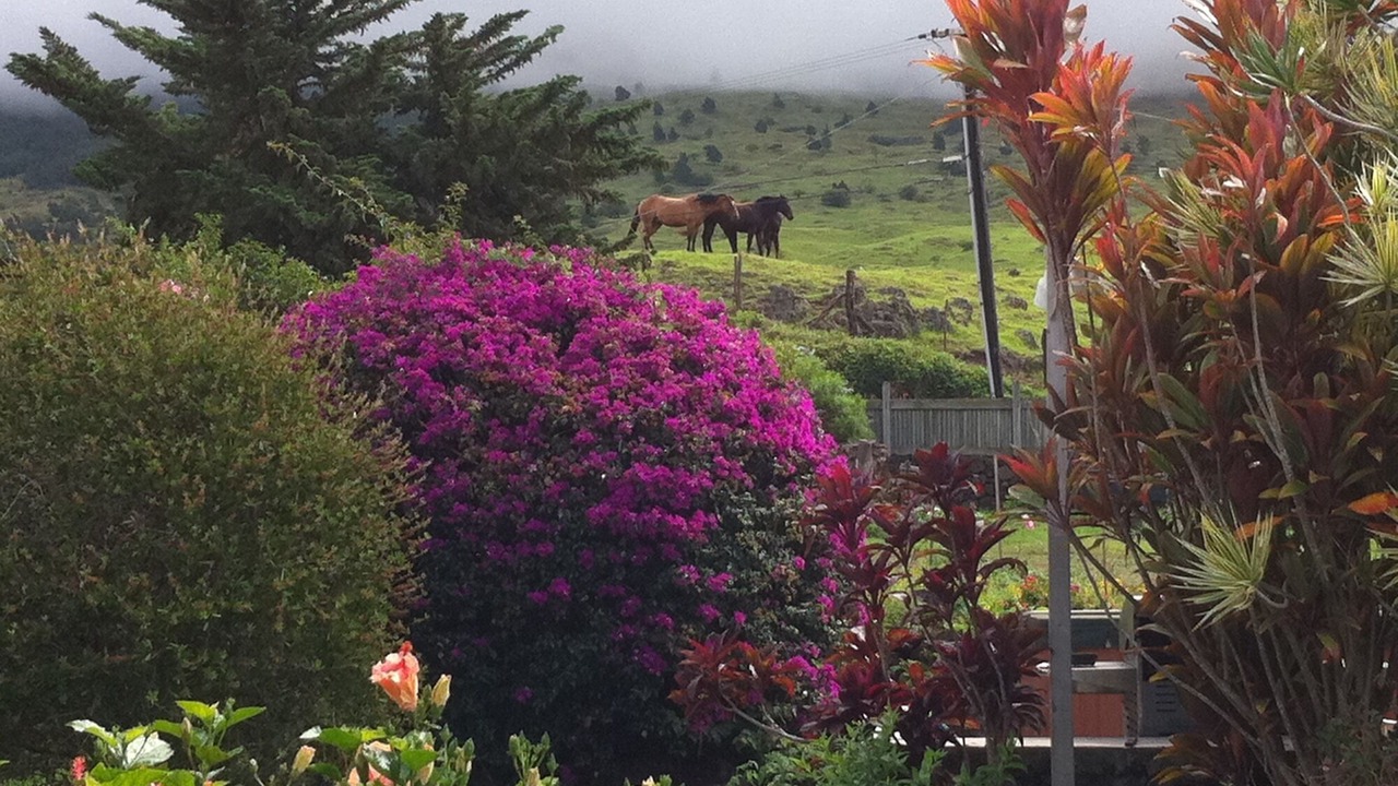 Photo of Others in Kula