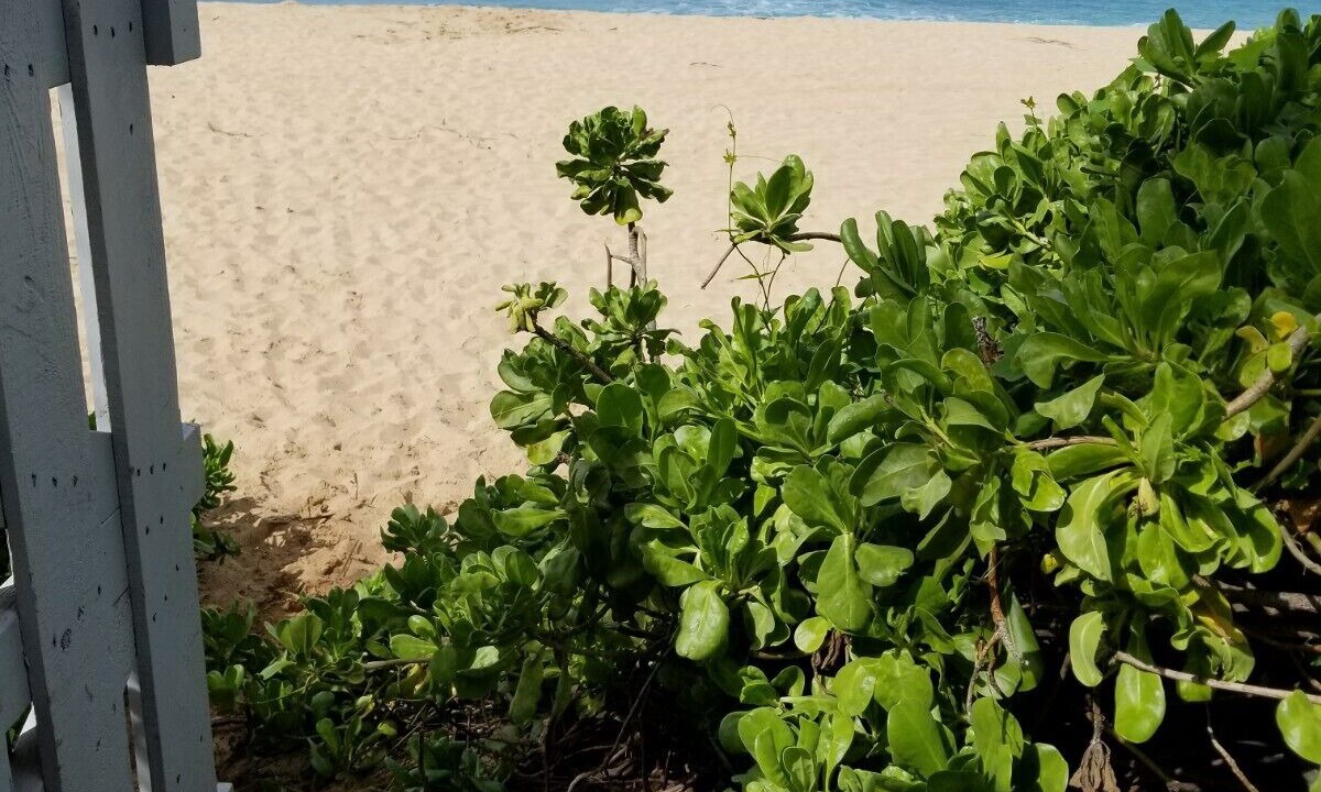 Photo of Others in Makaha