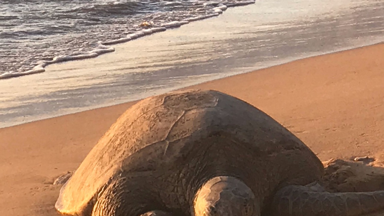 Photo of Others in Kihei