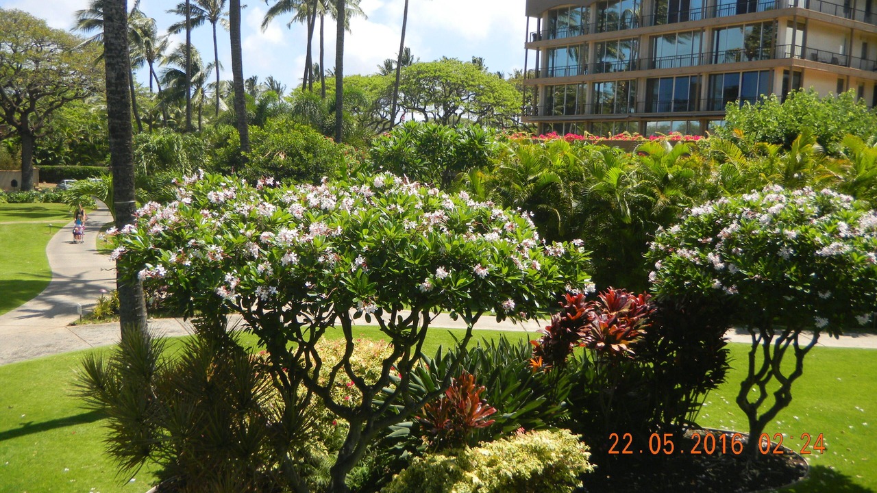 Photo of Others in Kaanapali