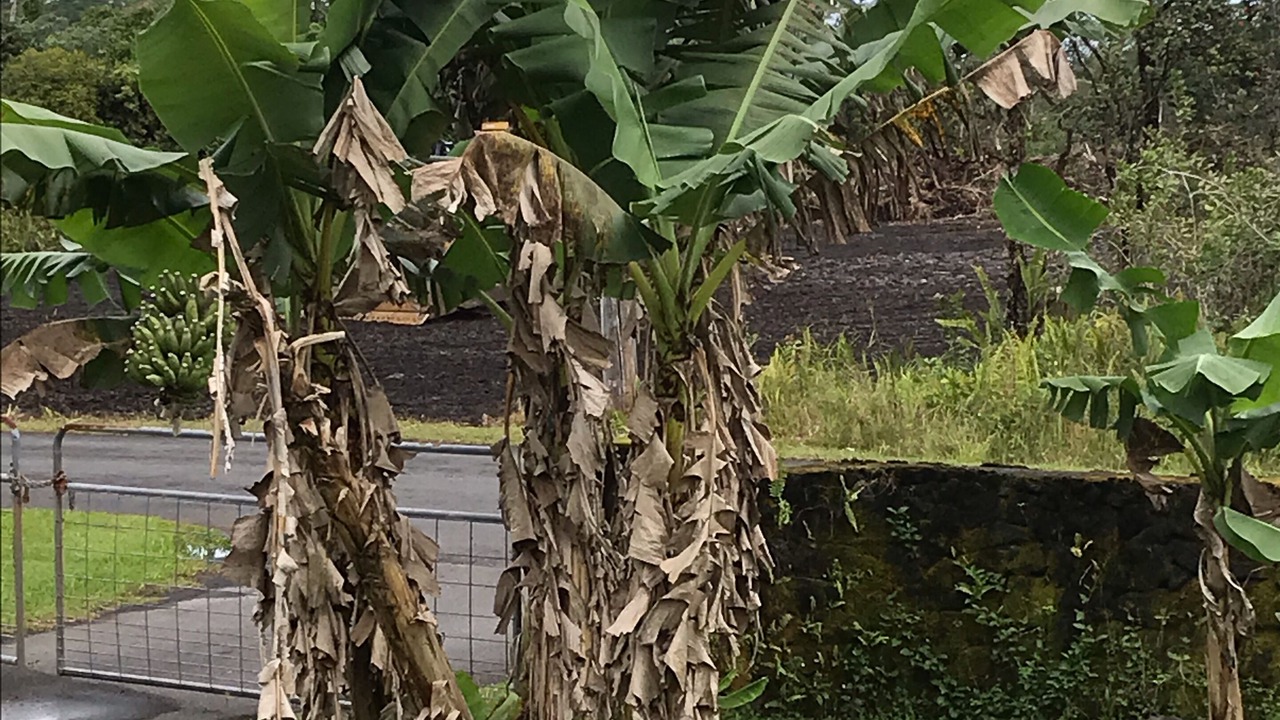 Photo of Others in Keaau