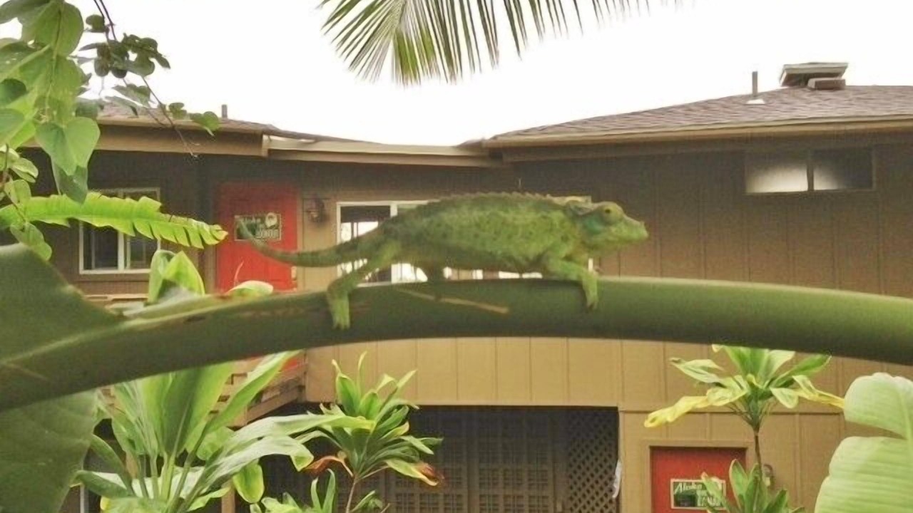 Photo of Others in Honaunau-Napoopoo