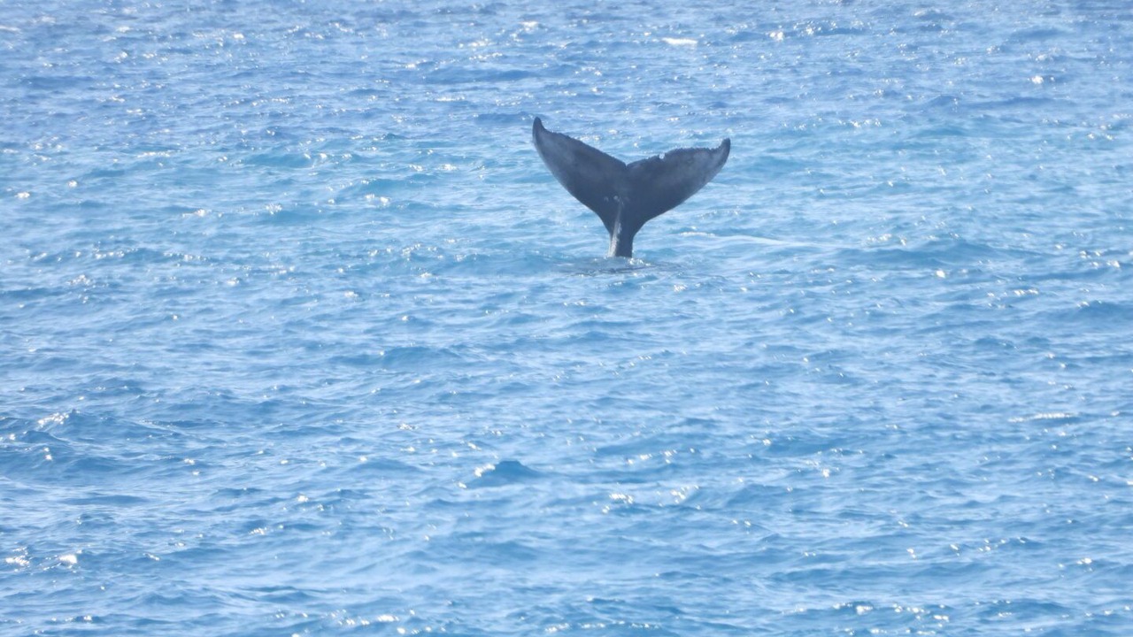 Photo of Others in Kailua-Kona