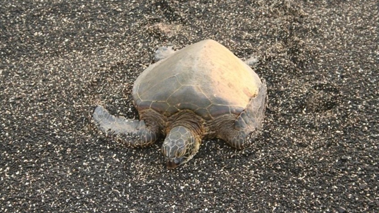 Photo of Others in Kahaluu Bay
