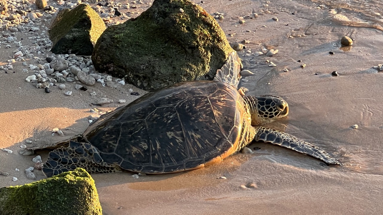Photo of Others in Kihei