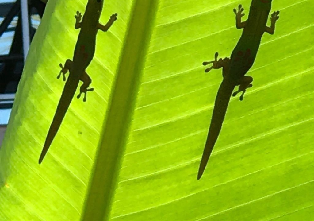 Photo of Others in Kihei