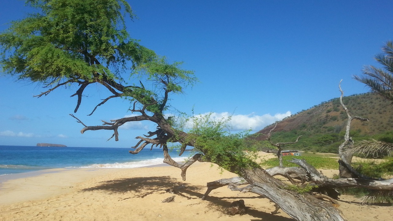 Photo of Others in Kihei