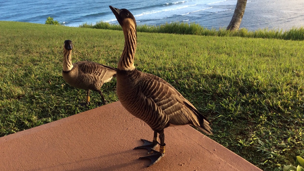 Photo of Others in Princeville