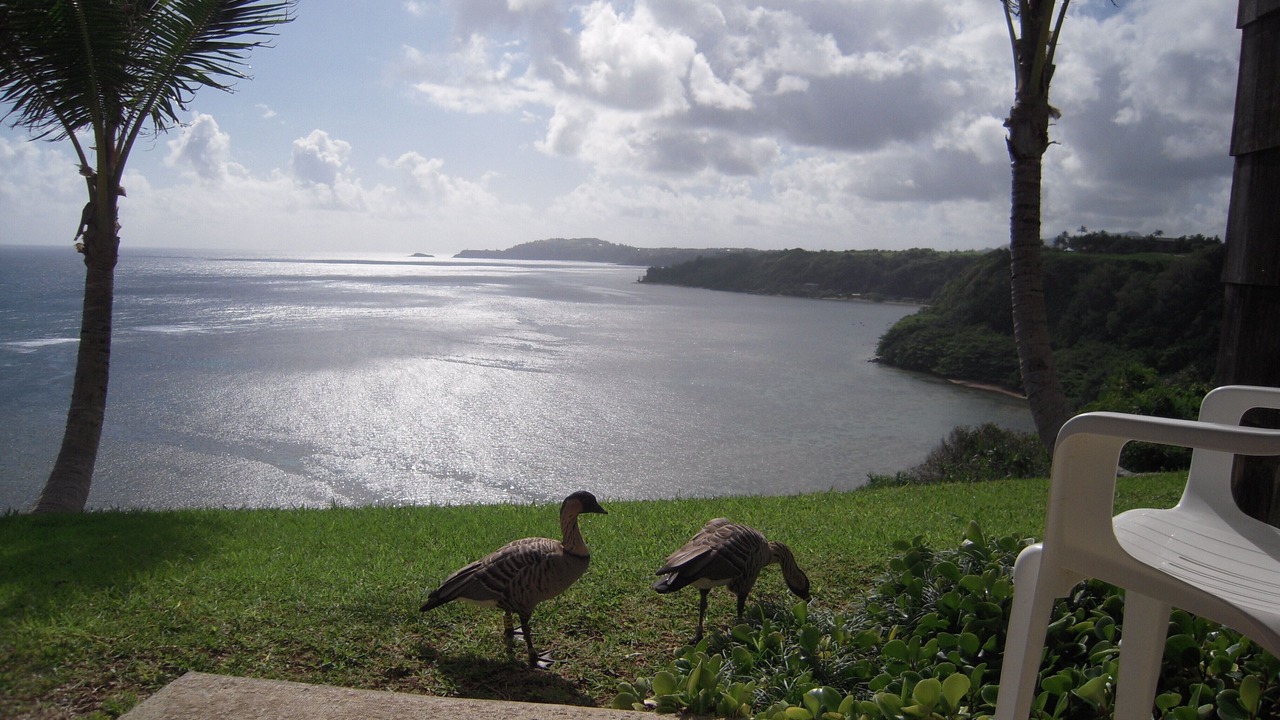 Photo of Others in Princeville