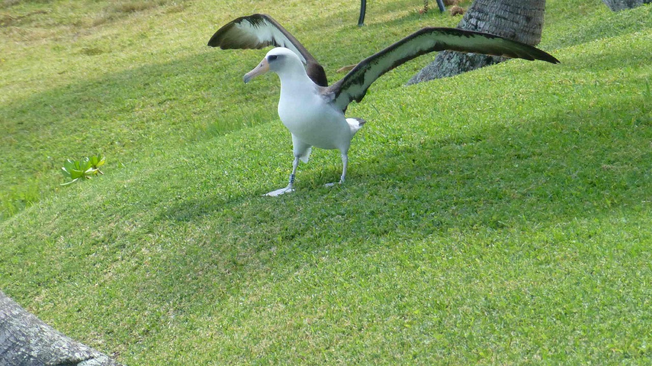 Photo of Others in Princeville