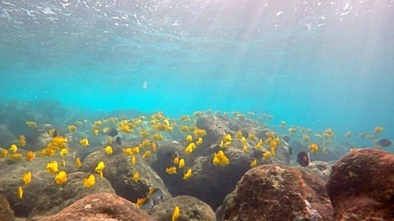 Photo of Others in Kahaluu Bay