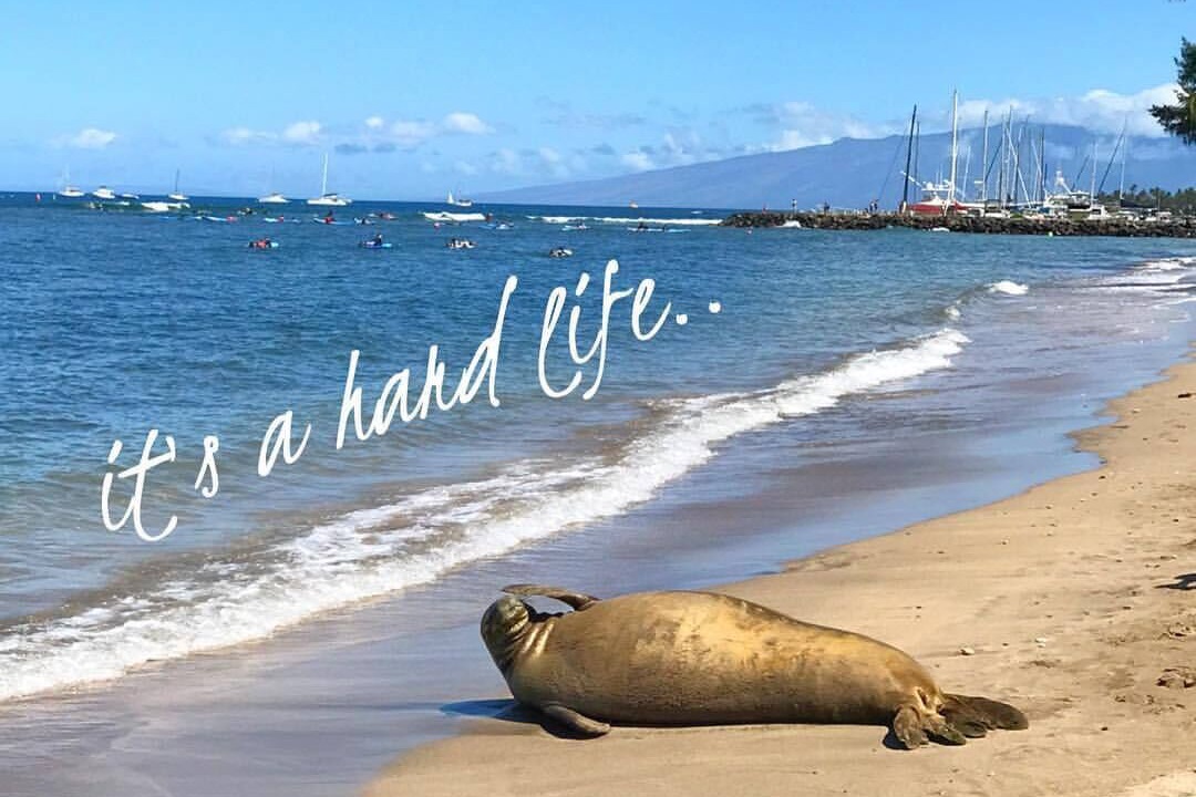 Photo of Others in Historic Lahaina Front Street