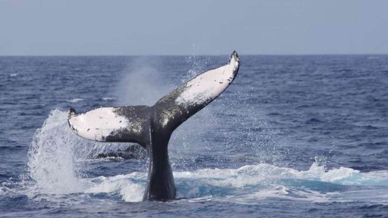 Photo of Others in Wailea