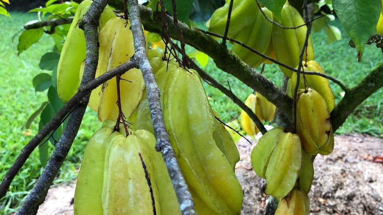 Photo of Others in Keaau