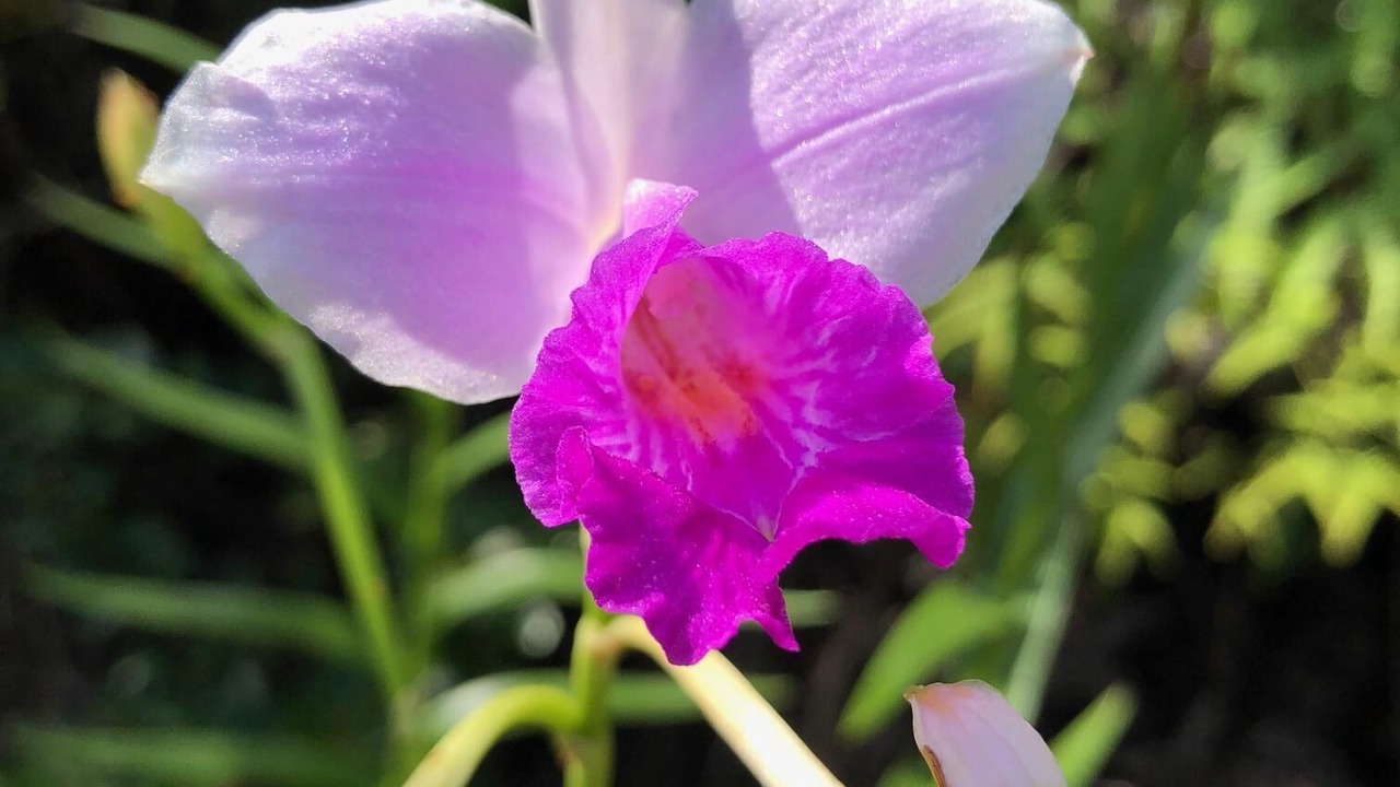 Photo of Outdoor in Keaau