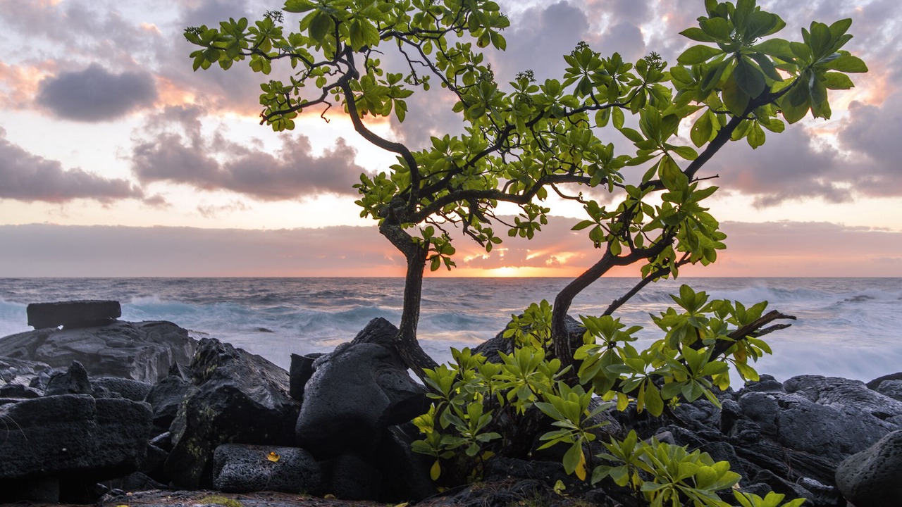 Photo of Others in Keaau