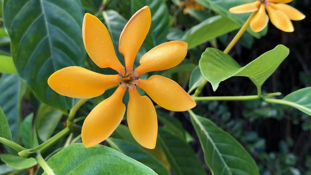 Photo of Outdoor in Keaau