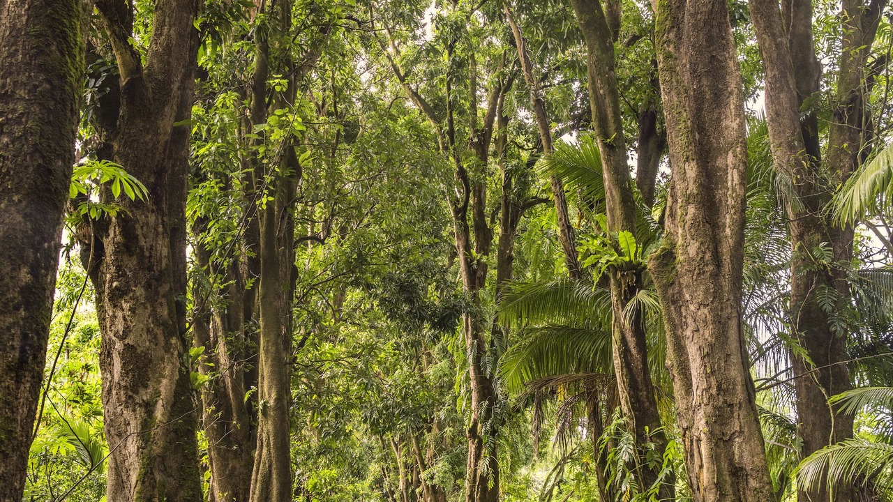 Photo of Others in Keaau