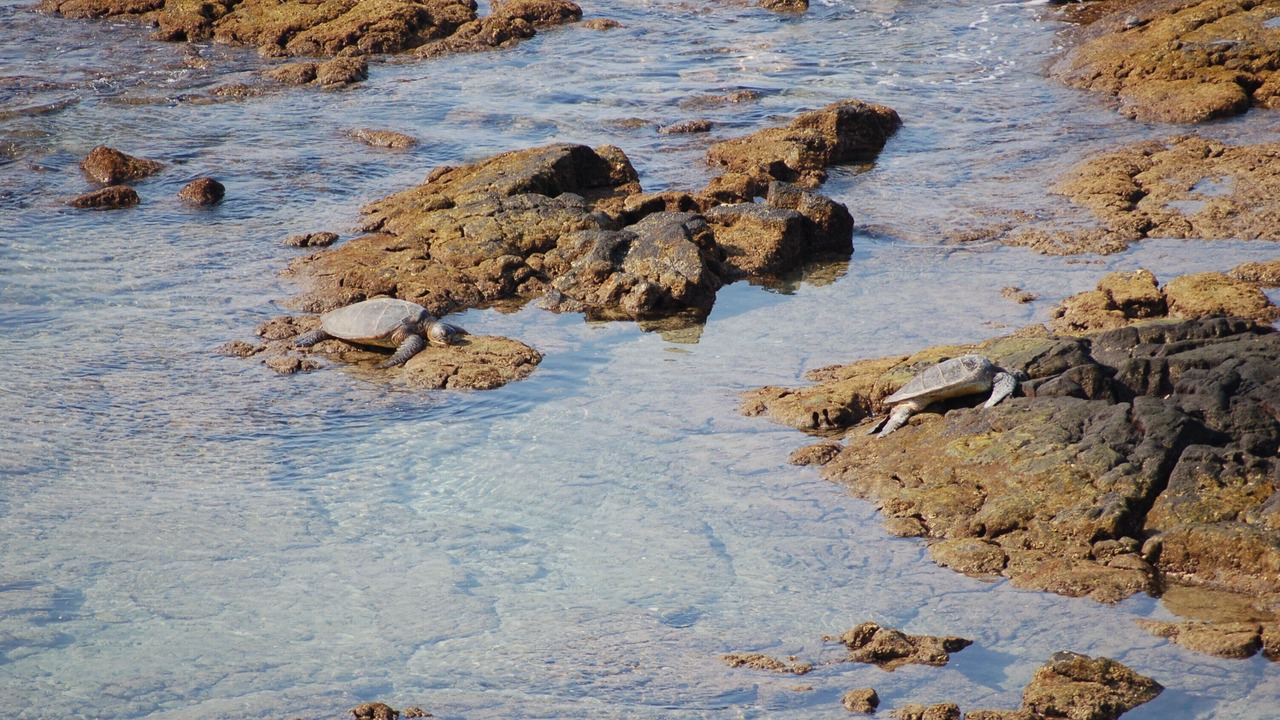 Photo of Others in Kailua-Kona