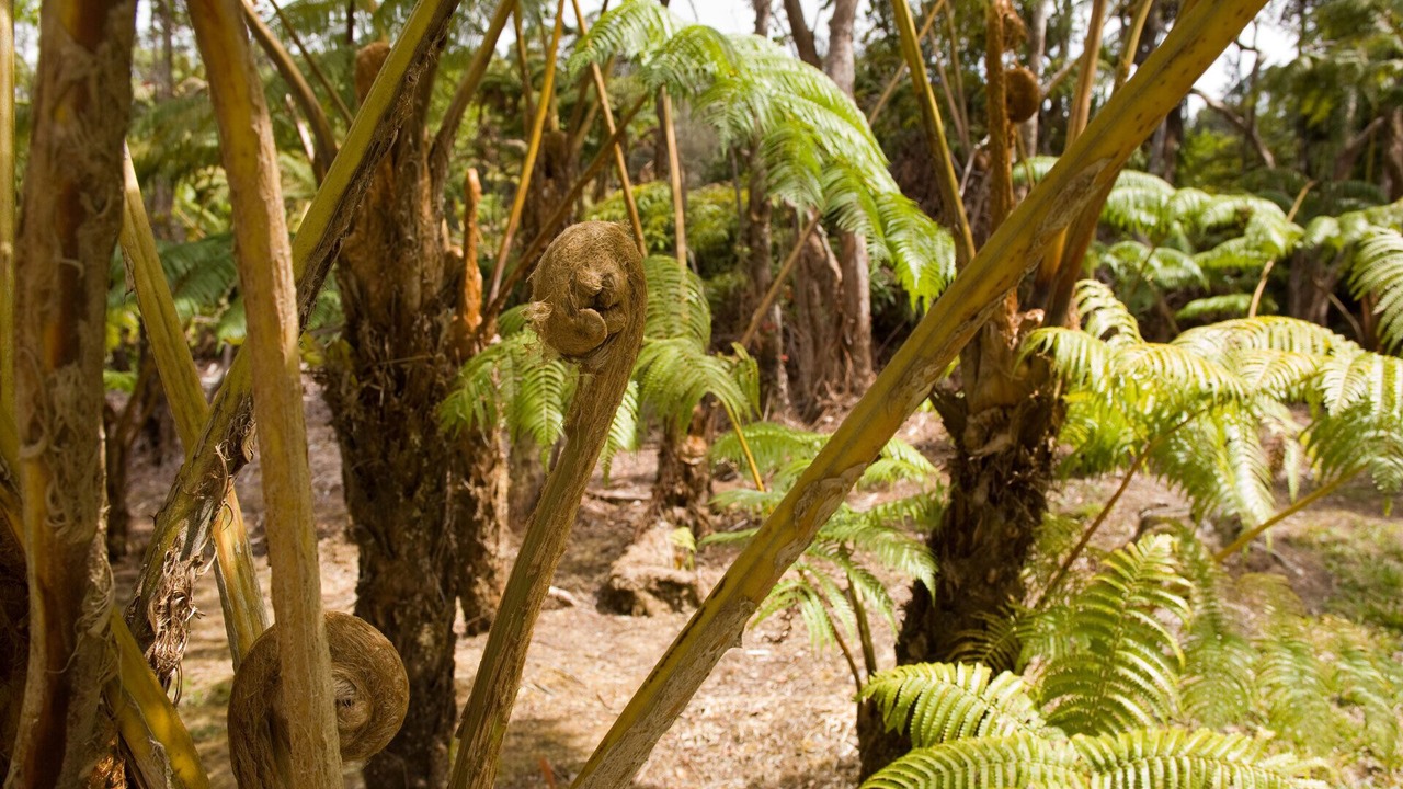 Photo of Others in Ohia Estates