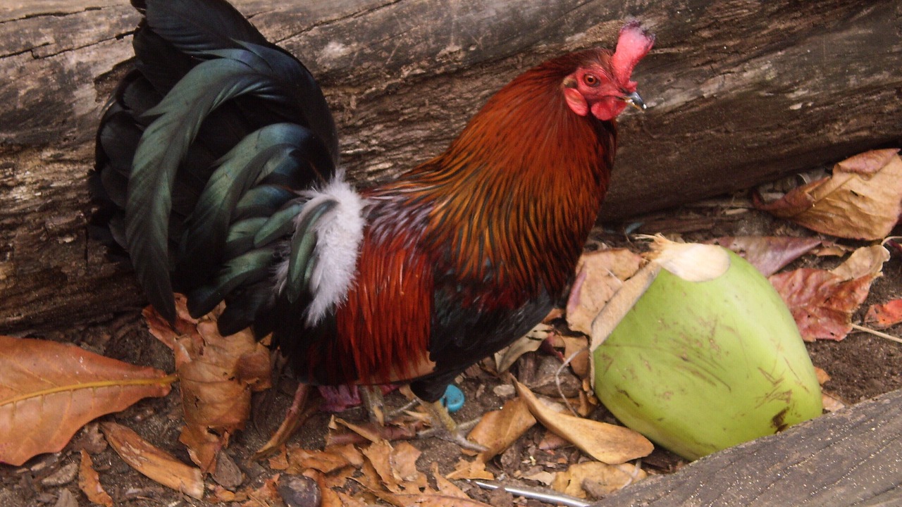 Photo of Others in Kailua-Kona