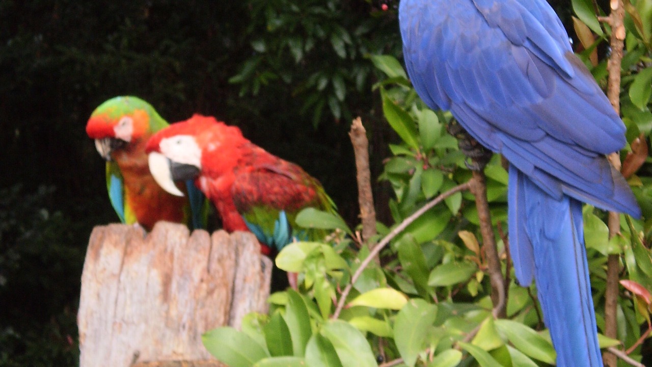 Photo of Others in Kailua-Kona