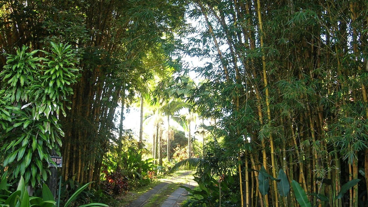 Photo of Others in Hana