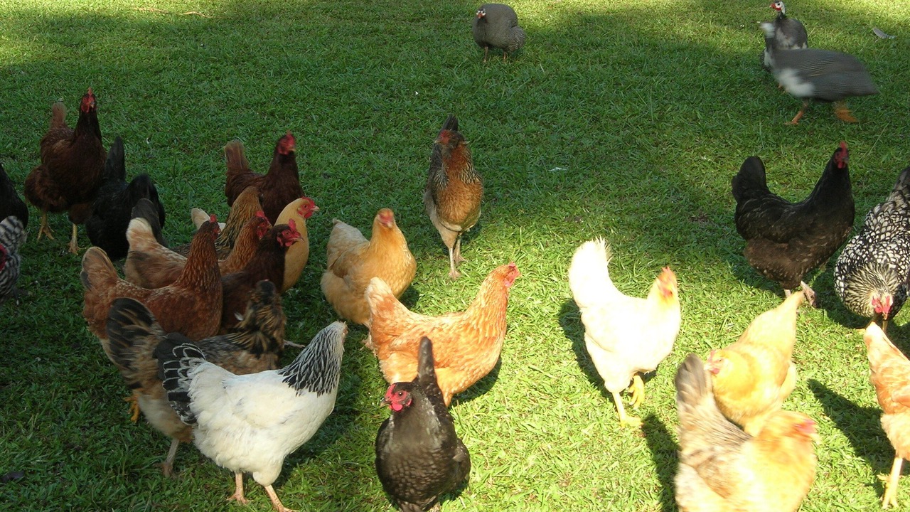 Photo of Others in Hana