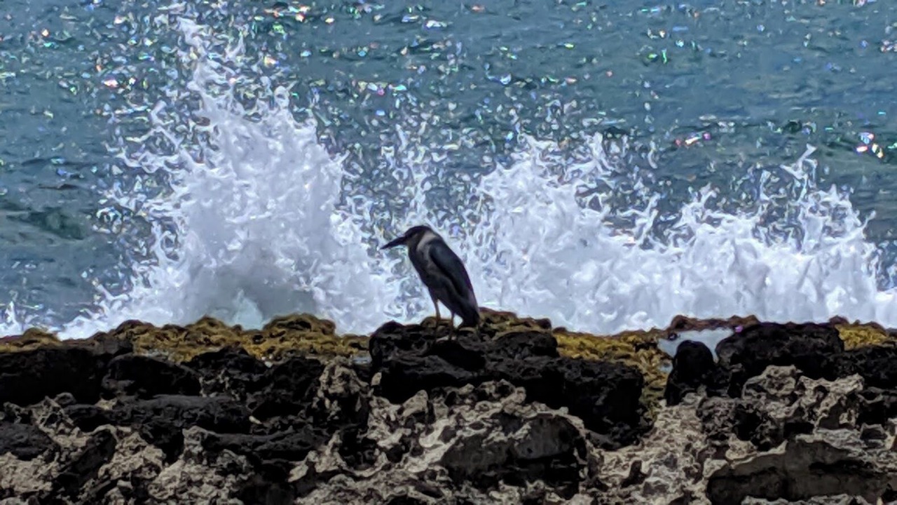Photo of Others in Kailua