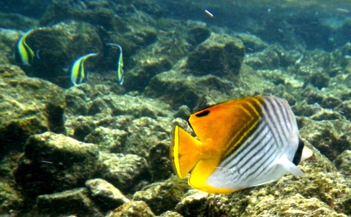Photo of Others in Kehena Beach Estates