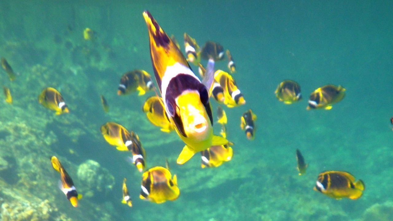 Photo of Others in Kehena Beach Estates