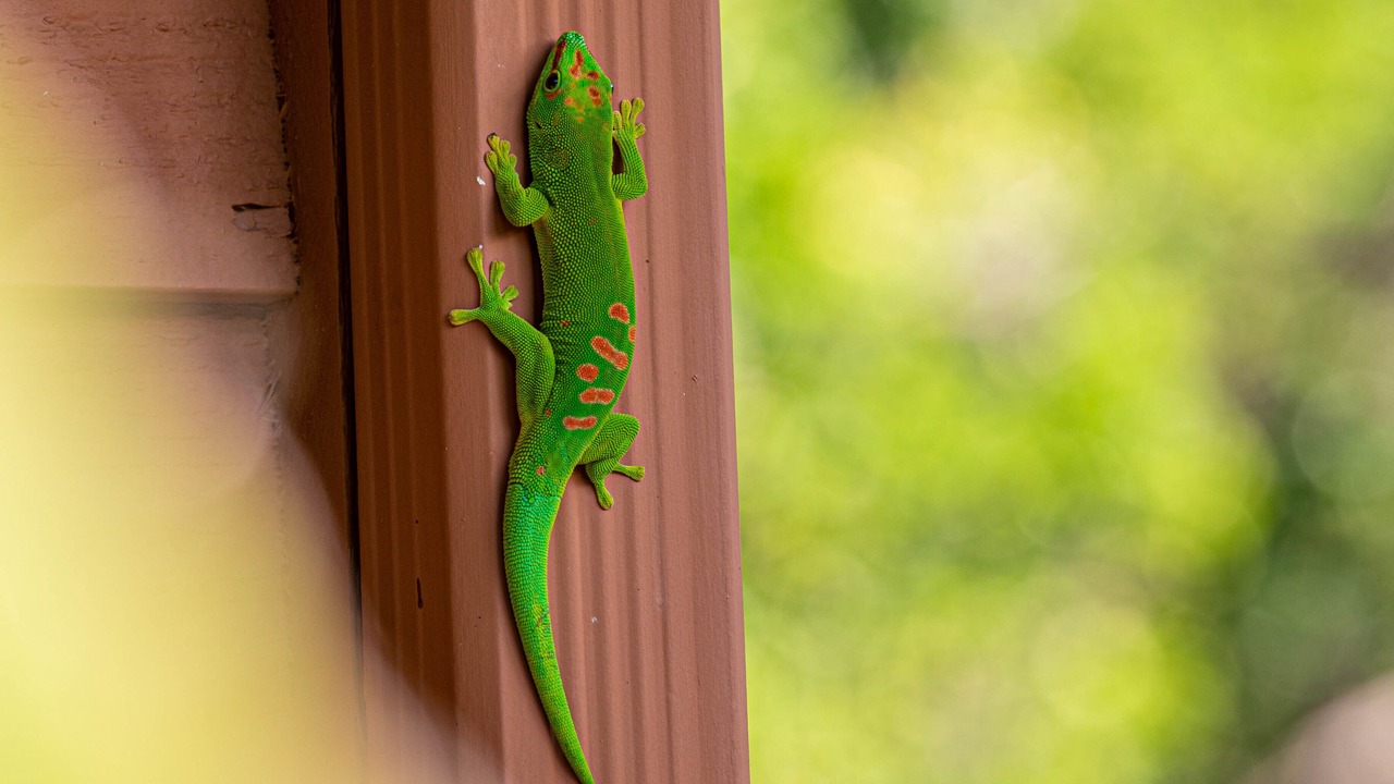 Photo of Others in Wailea