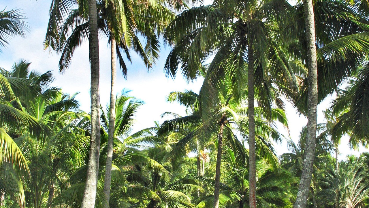 Photo of Others in Hana