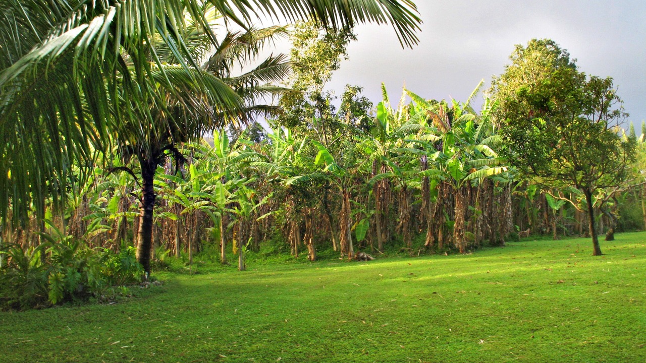Photo of Others in Hana