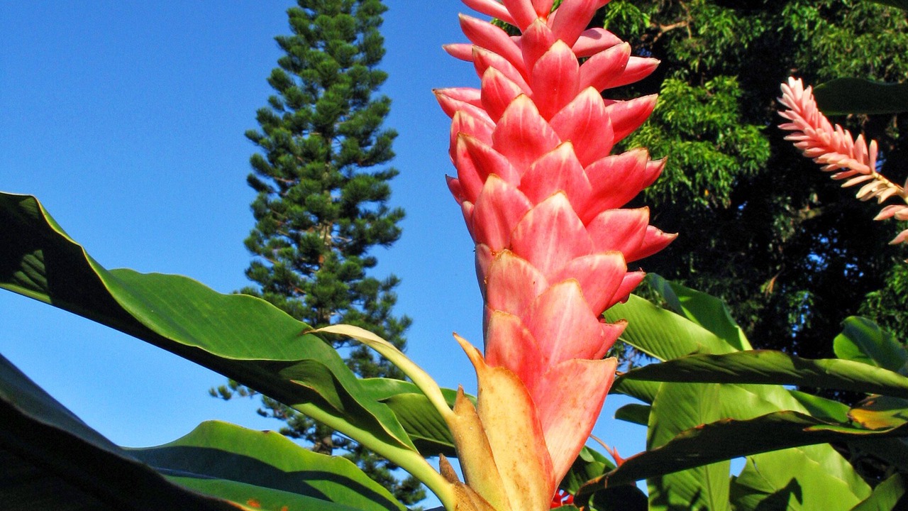 Photo of Others in Hana
