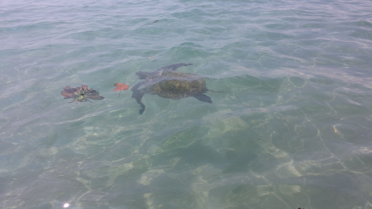 Photo of Others in Kailua-Kona