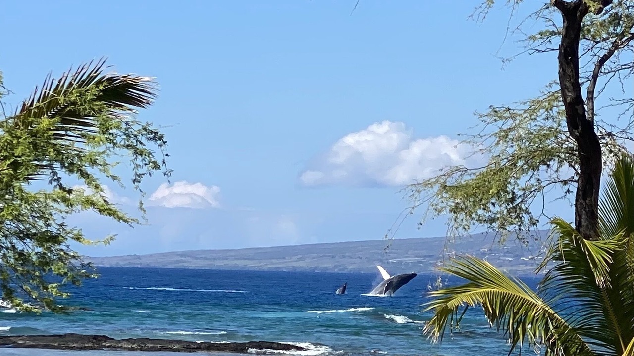 Photo of Others in Puako