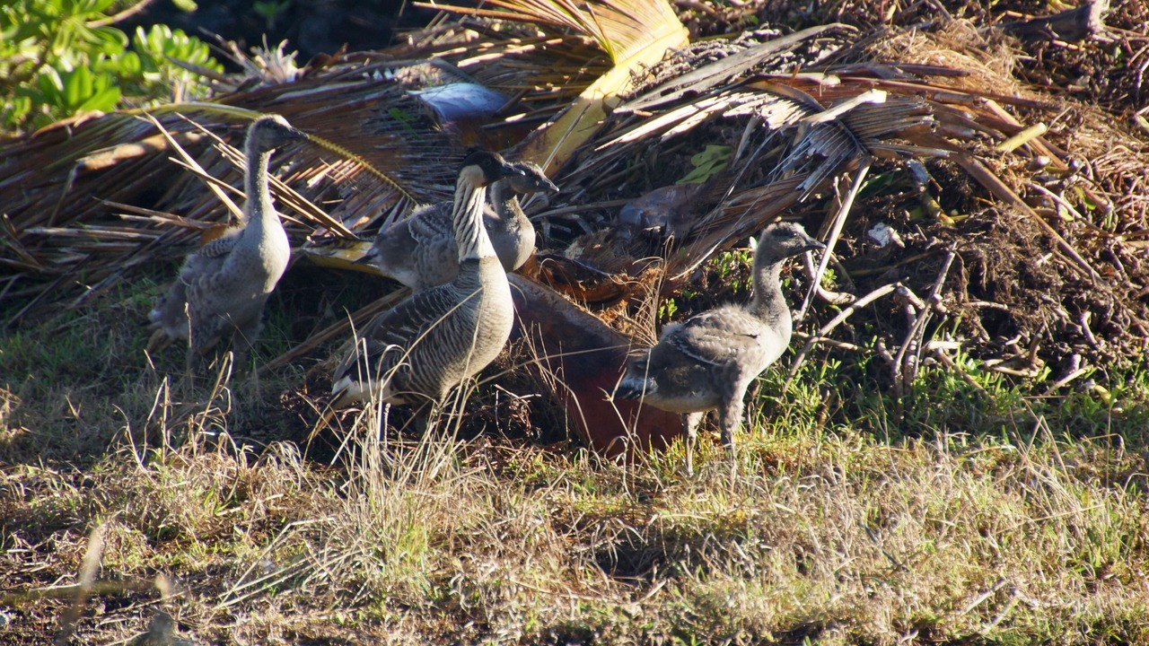 Photo of Others in Keaau