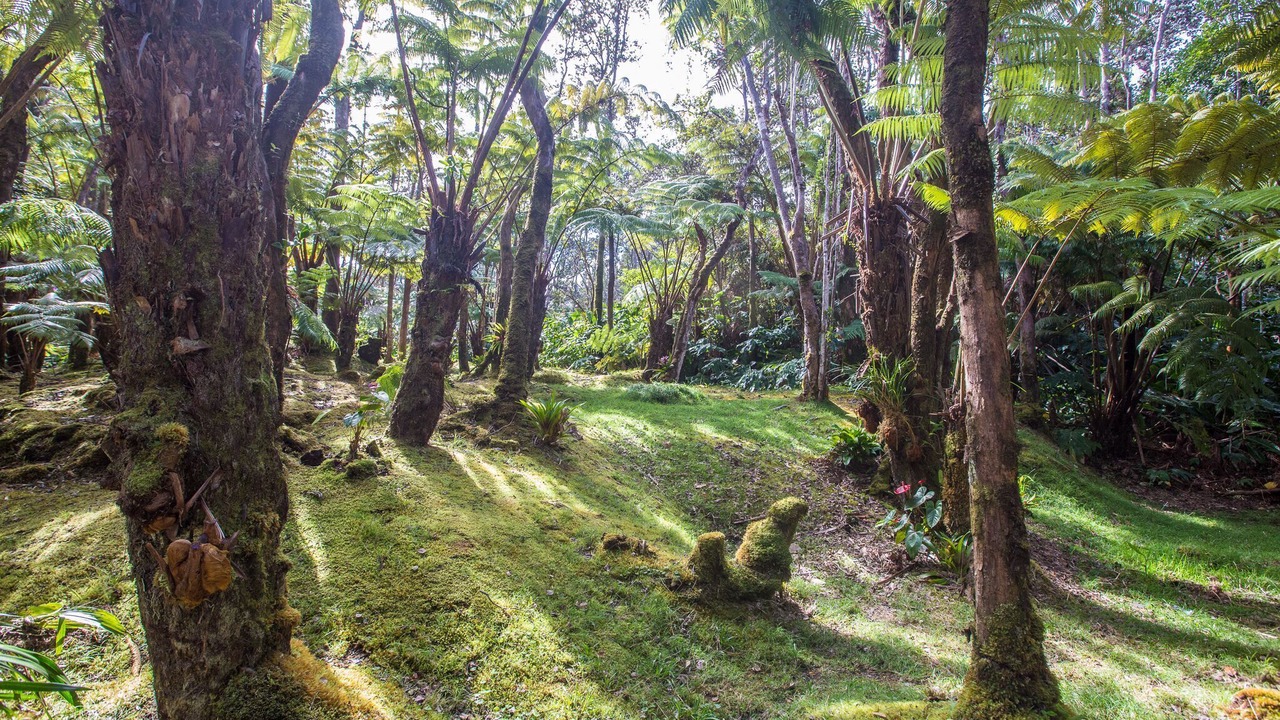 Photo of Outdoor in Volcano