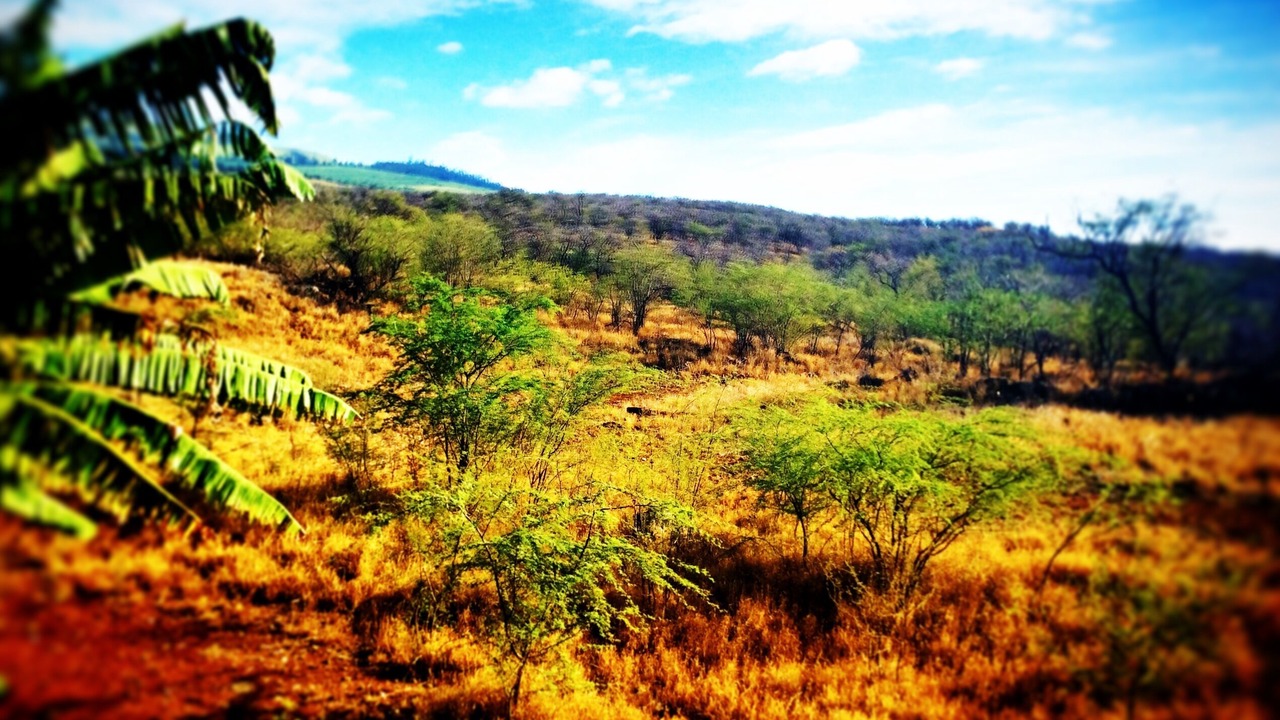 Photo of Outdoor in Wailea