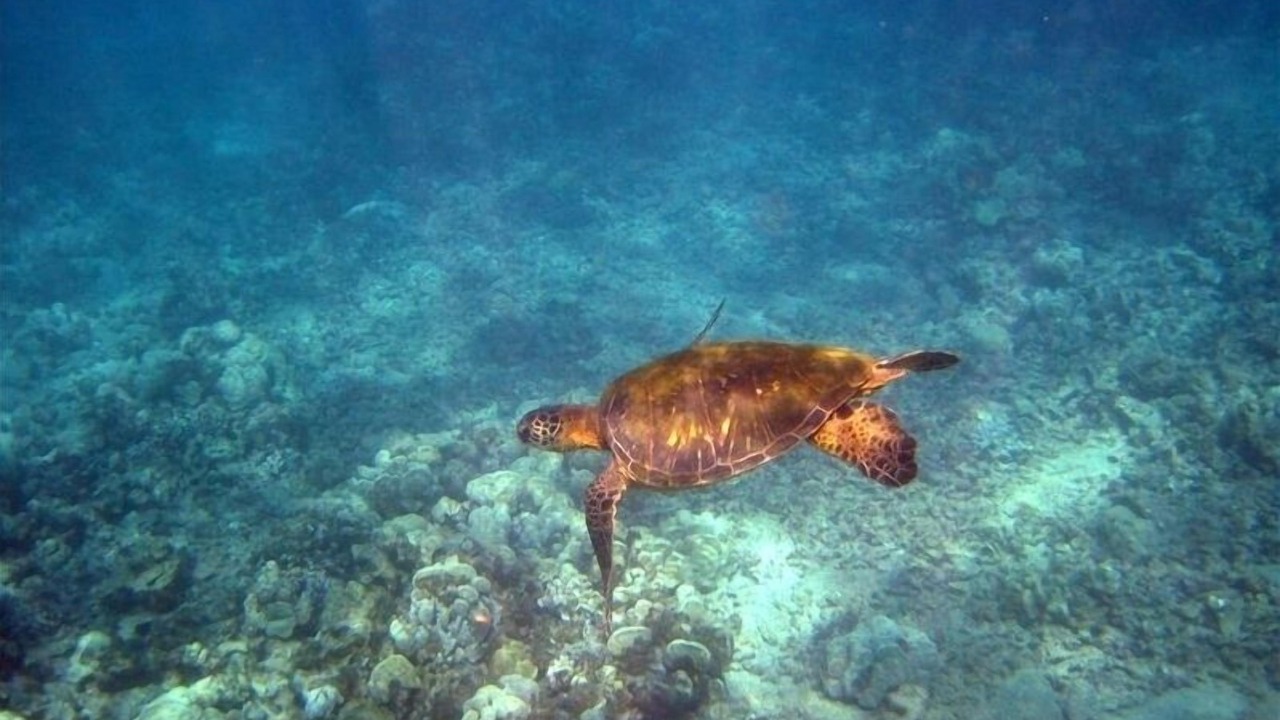 Photo of Others in Poipu