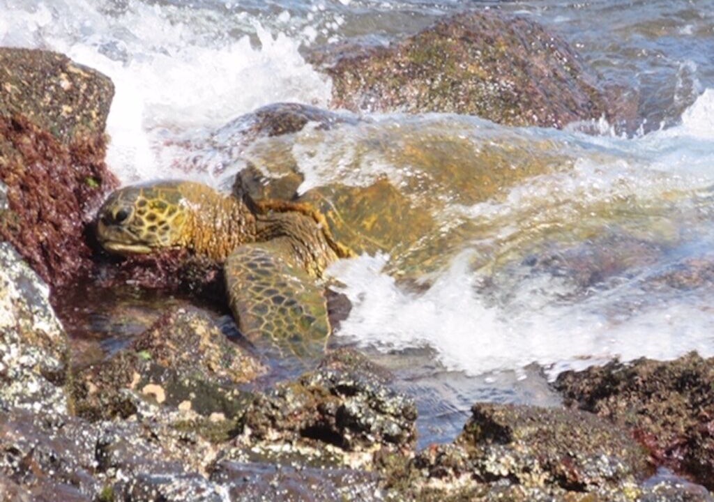 Photo of Outdoor in Poipu