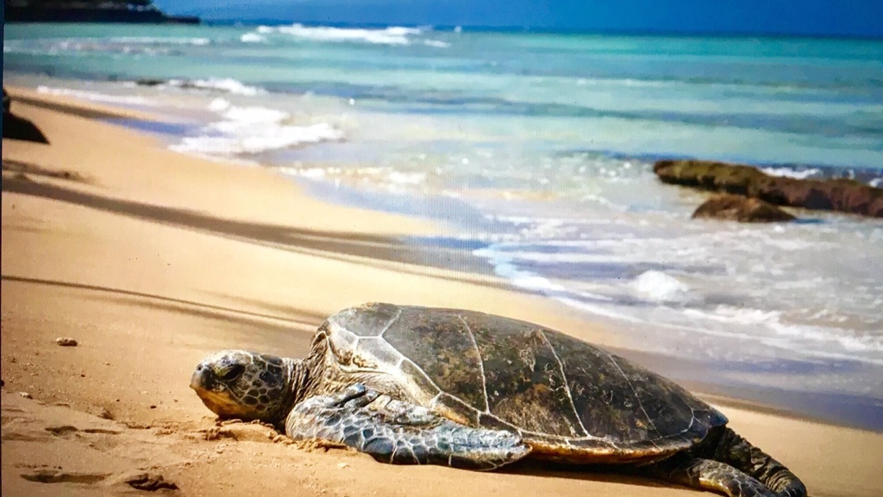 Photo of Others in Kihei