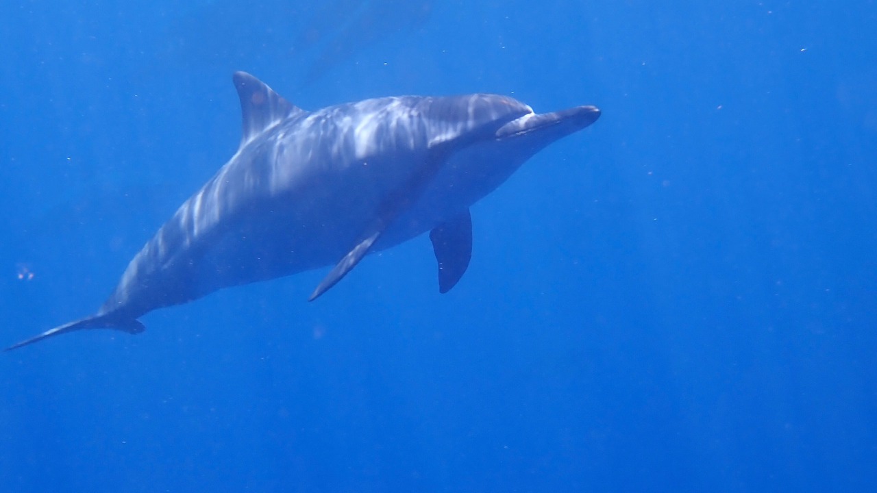 Photo of Others in Honaunau-Napoopoo