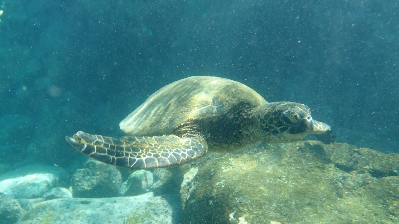 Photo of Others in Honaunau-Napoopoo
