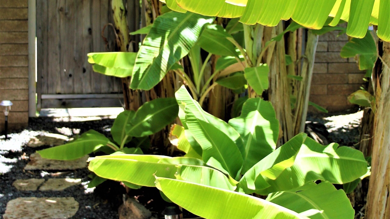 Photo of Outdoor in Kahala