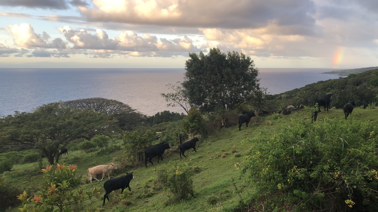 Photo of Others in Hana